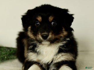 Australian Shepherd dogs Georgia - Ad 20