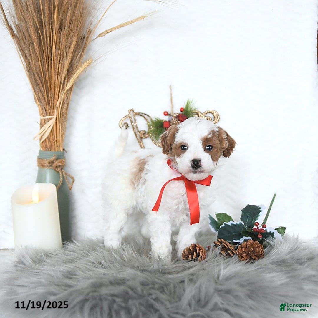 Cavapoo dogs for sale: Sara HOUSE RAISED - Ad 1