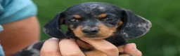 Miniature Dachshund dogs for sale:  Tilly 🎀 - Ad 7