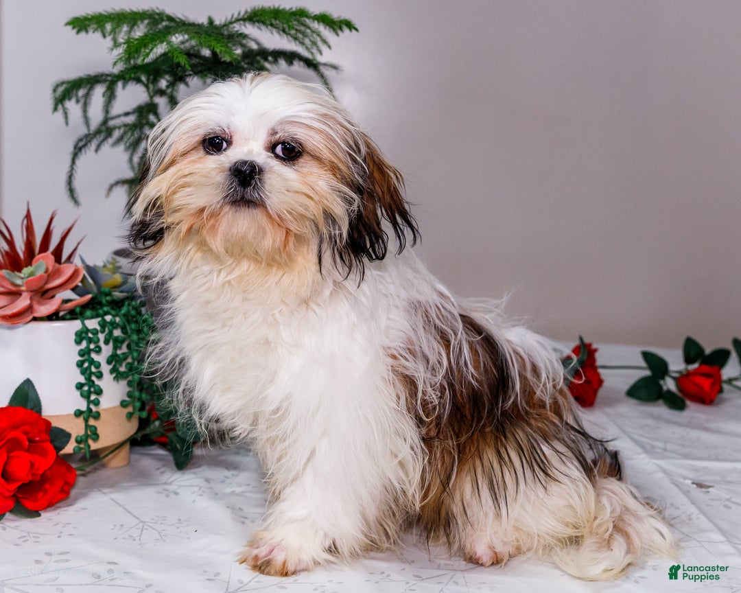Shih Tzu dogs for sale: Keturah - Ad 1