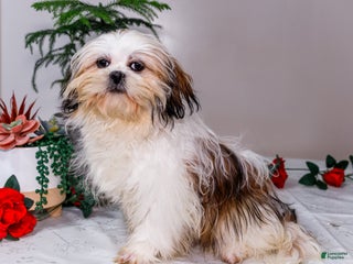 Shih Tzu dogs Keturah - Ad 19