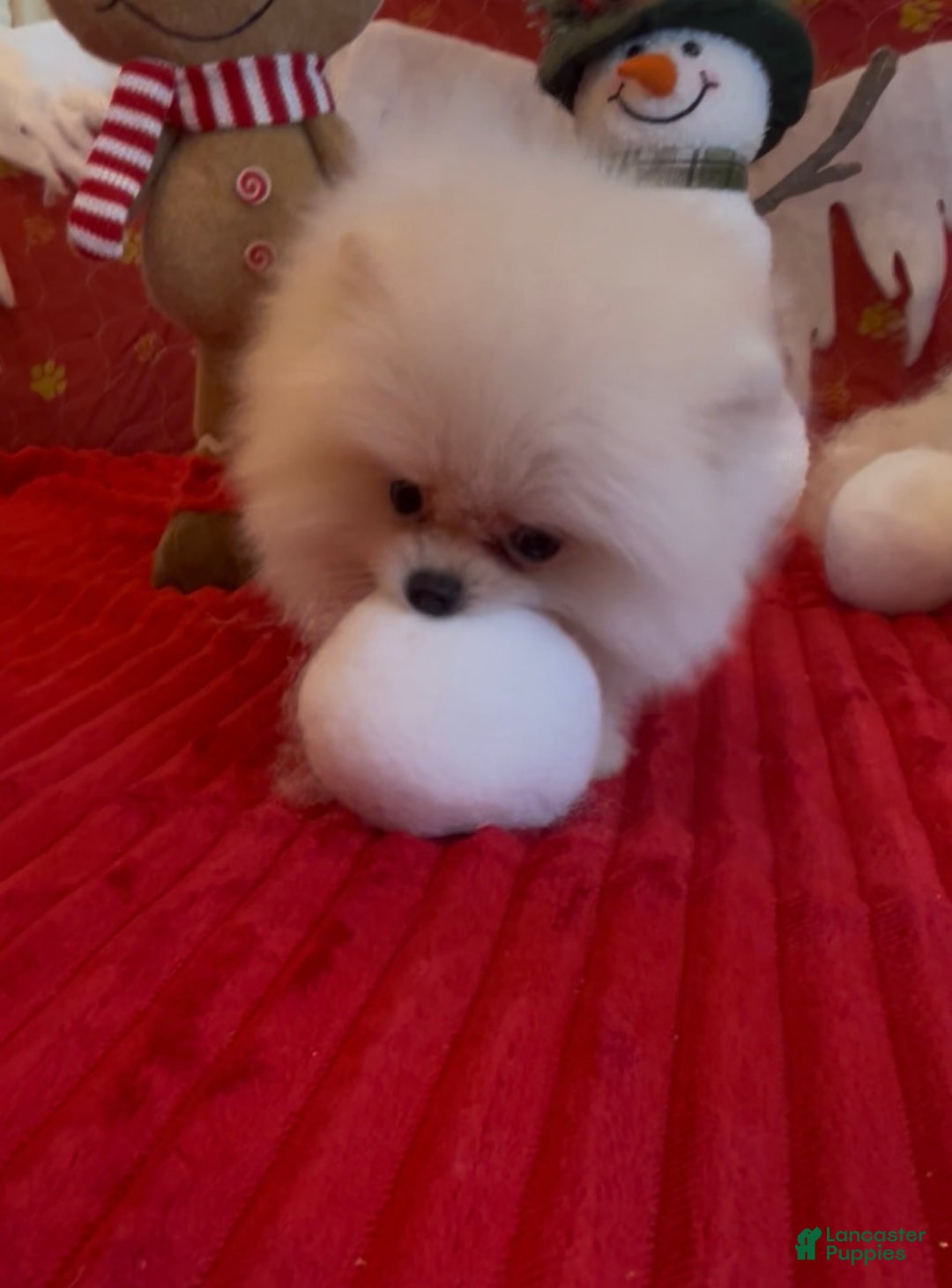 Pomeranian dogs for sale: Tom AKC Registered full rights  - Ad 19