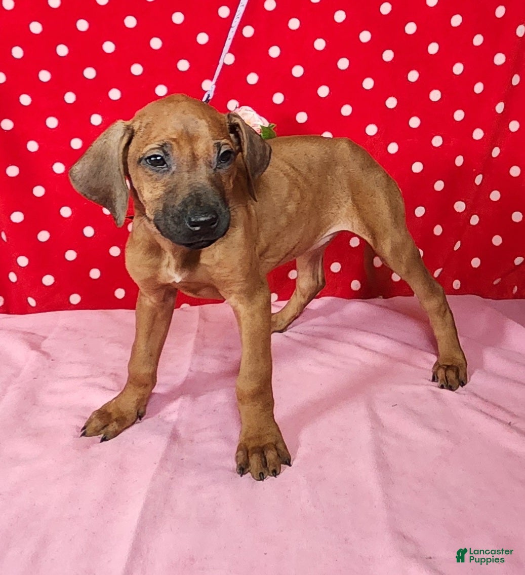 Rhodesian Ridgeback dogs Zoe - Ad 2