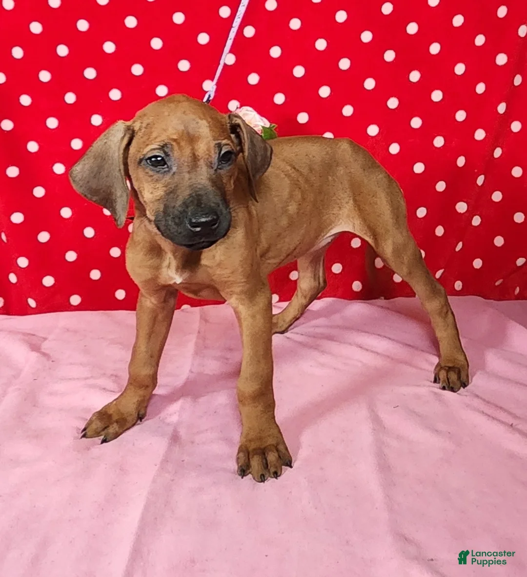 Rhodesian Ridgeback dogs for sale: Zoe - Ad 2