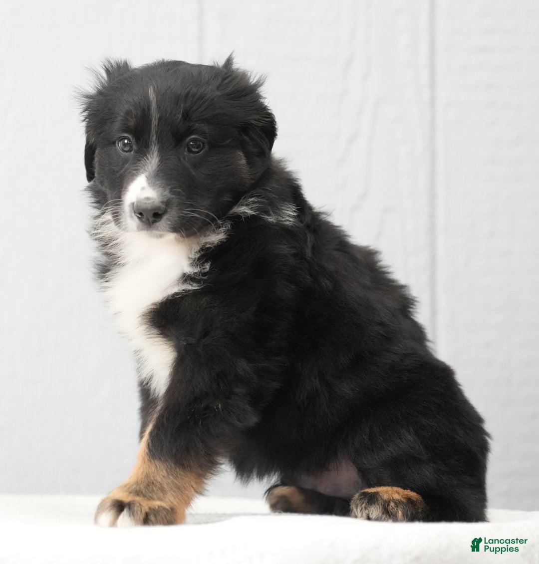 Australian Shepherd dogs for sale: Craig - Ad 3