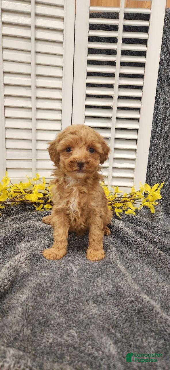 Miniature Poodle dogs Linny - Ad 1