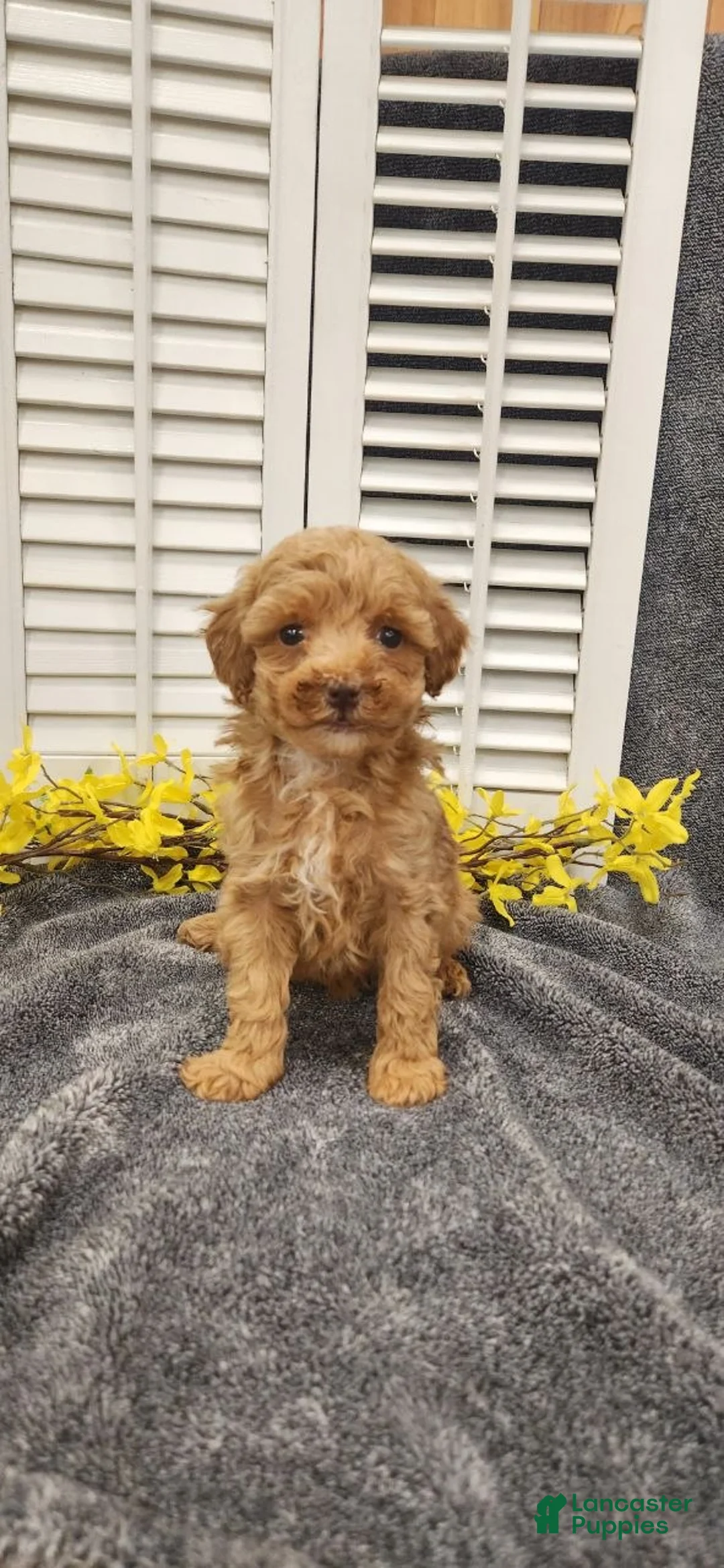 Miniature Poodle dogs for sale: Linny - Ad 1