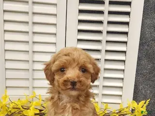 Miniature Poodle dogs for sale: Linny - Ad 3