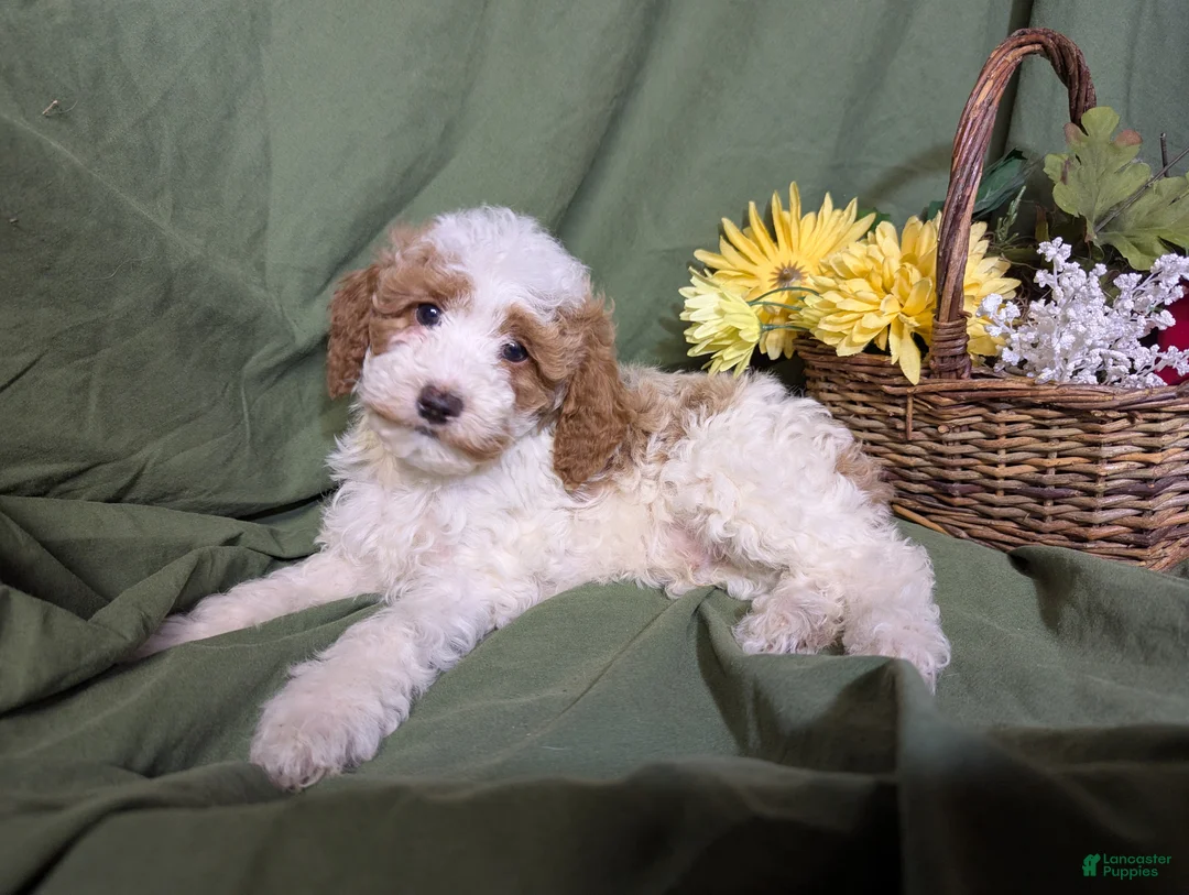 Mixed Breed dogs for sale: Theo - Ad 3