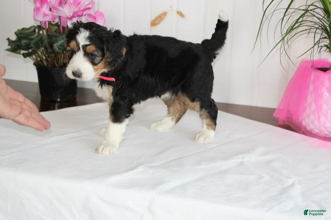 Bernedoodle dogs for sale: Bernedoodle Puppy 5 - Ad 3