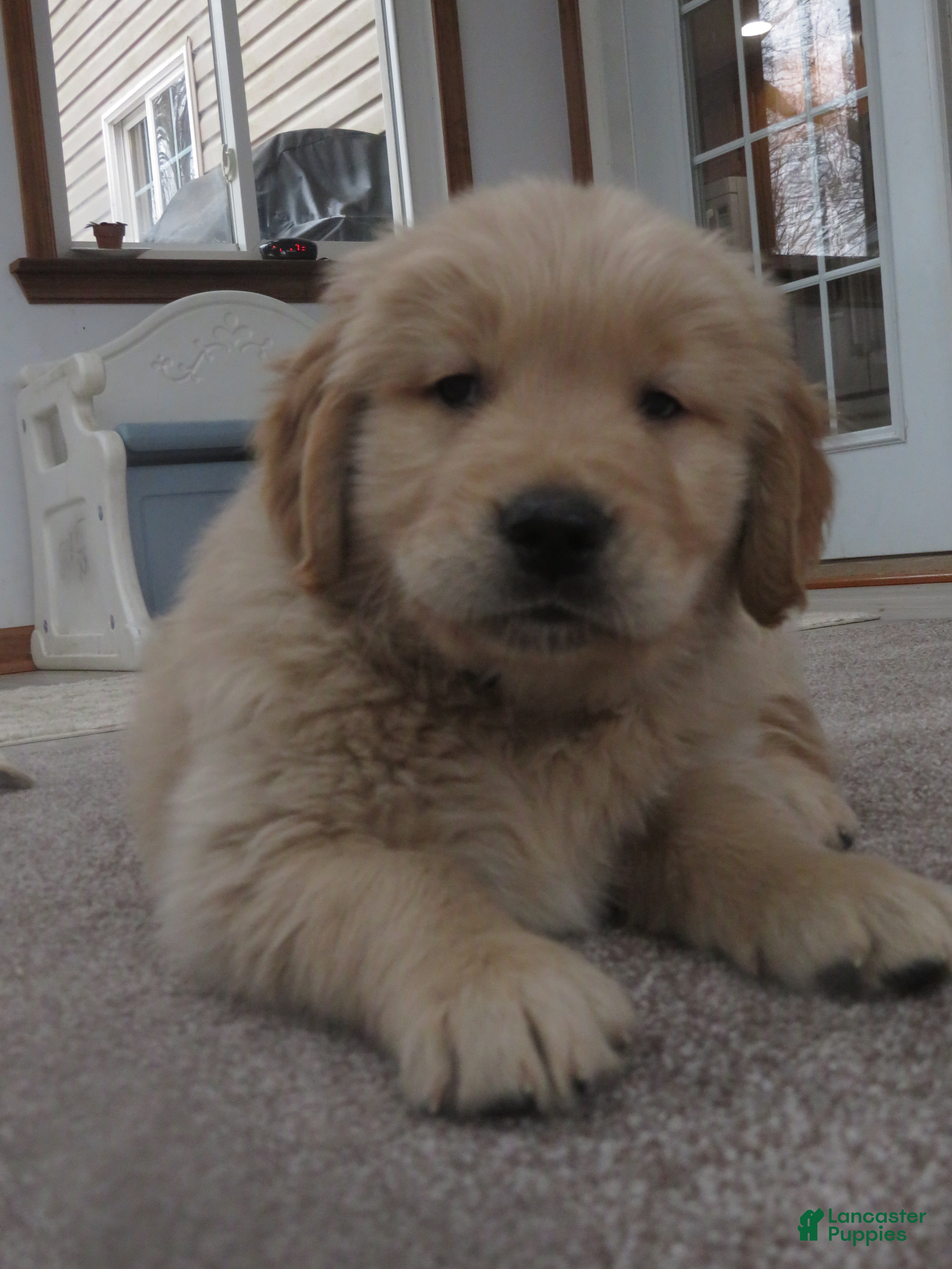 Golden Retriever dogs TYSON - CHAMPION LINE - Ad 2