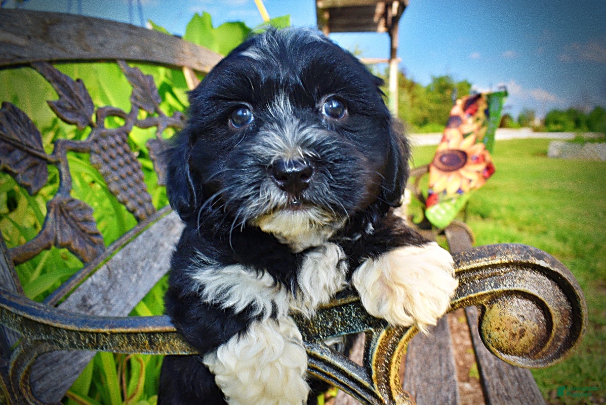 Havapoo dogs Taz-SUMMER SALE!! $100 off listed price!!  - Ad 1