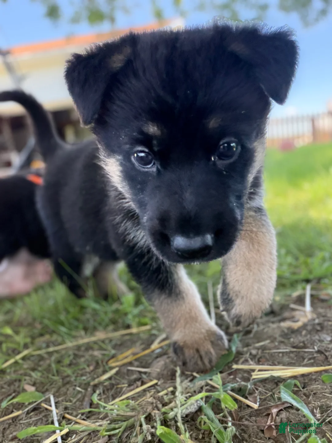 German Shepherd dogs for sale: Tig - Ad 2