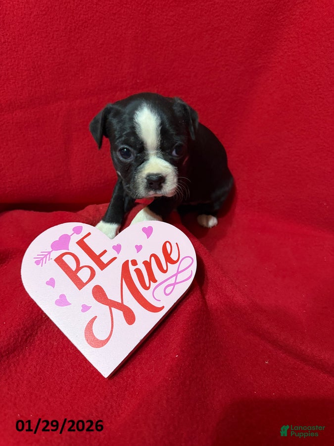 Boston Terrier dogs Honey - Ad 2