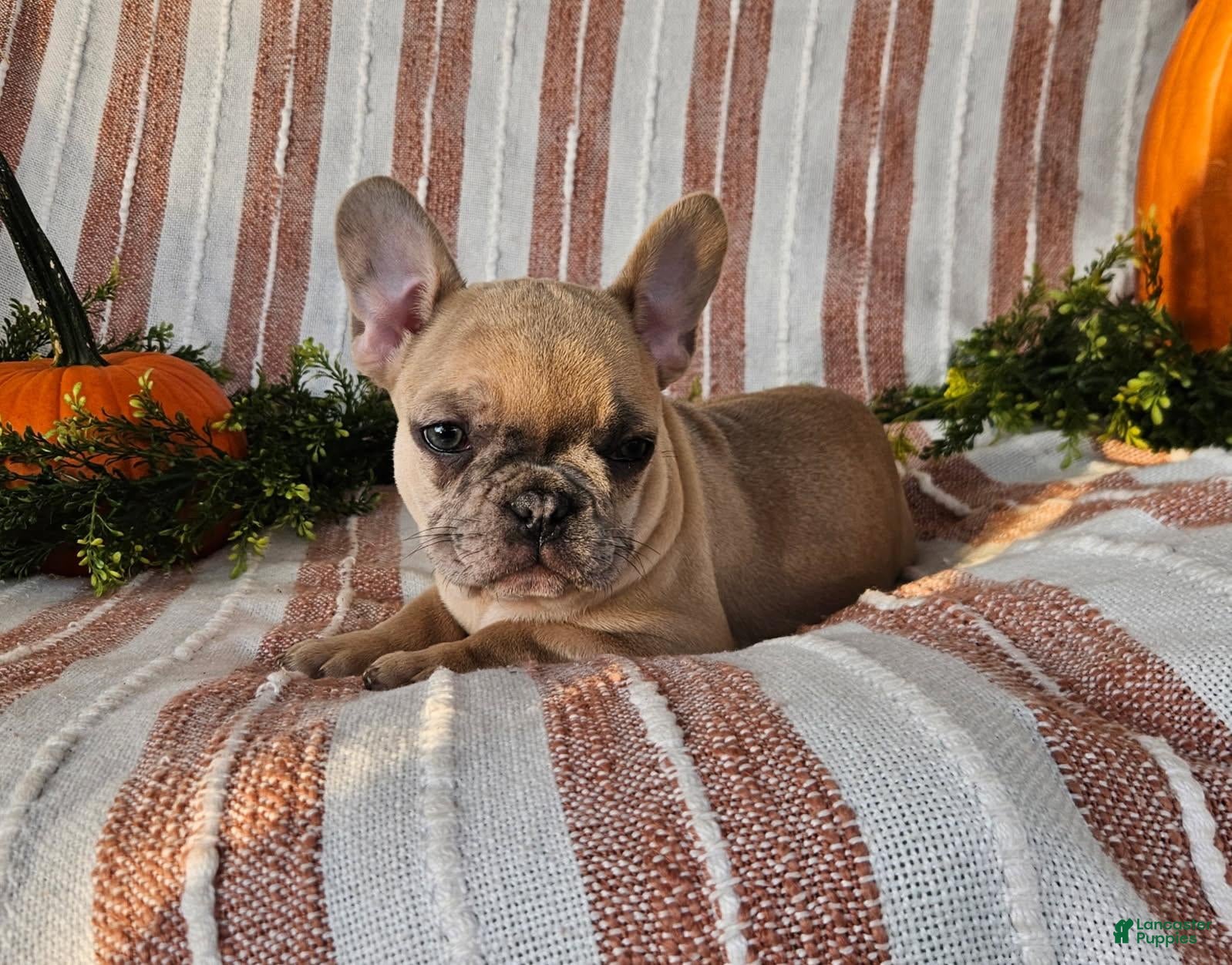 French Bulldog dogs Teddy - Ad 1