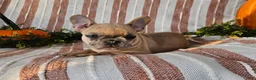 French Bulldog dogs for sale: Teddy - Ad 5