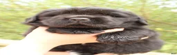 Newfoundland dogs for sale: Skeeter - Ad 4
