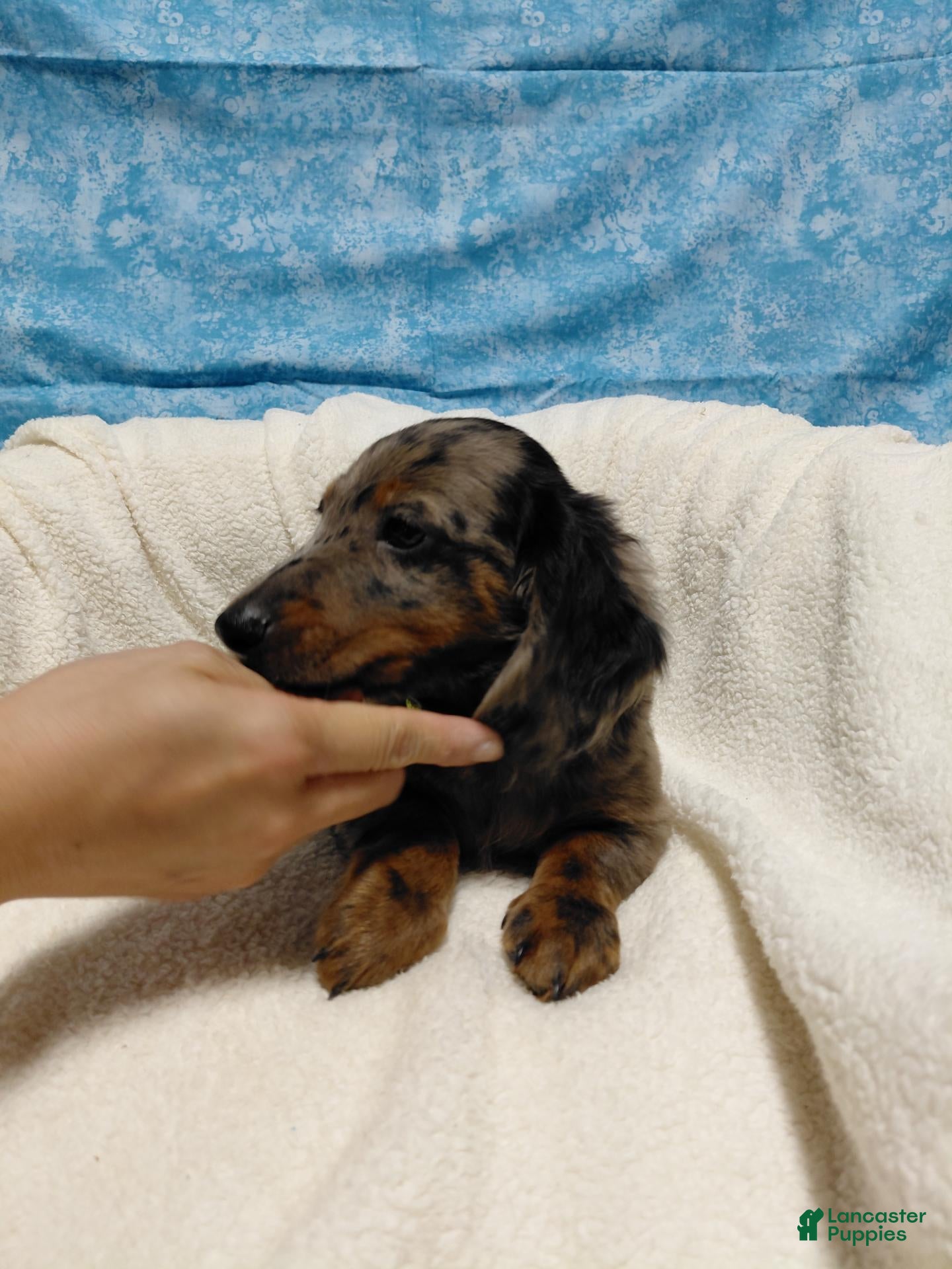 Miniature Dachshund dogs Dollar  - Ad 2