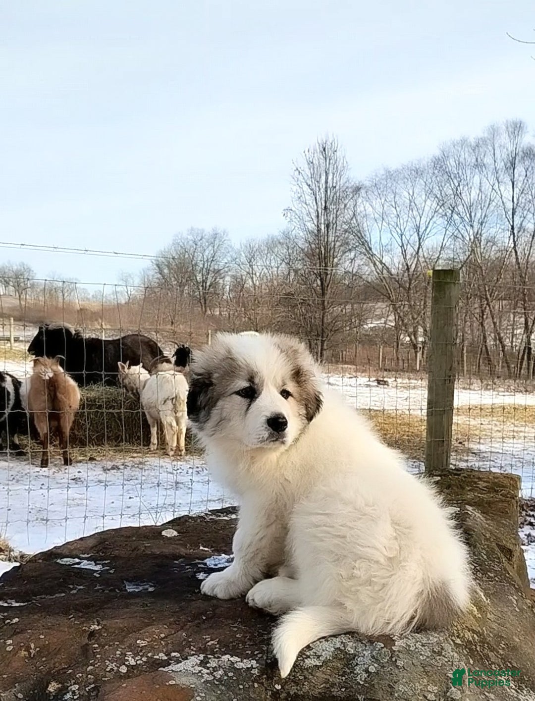 Great Pyrenees dogs for sale: Great Pyrenees male Puppy 2 - Ad 2