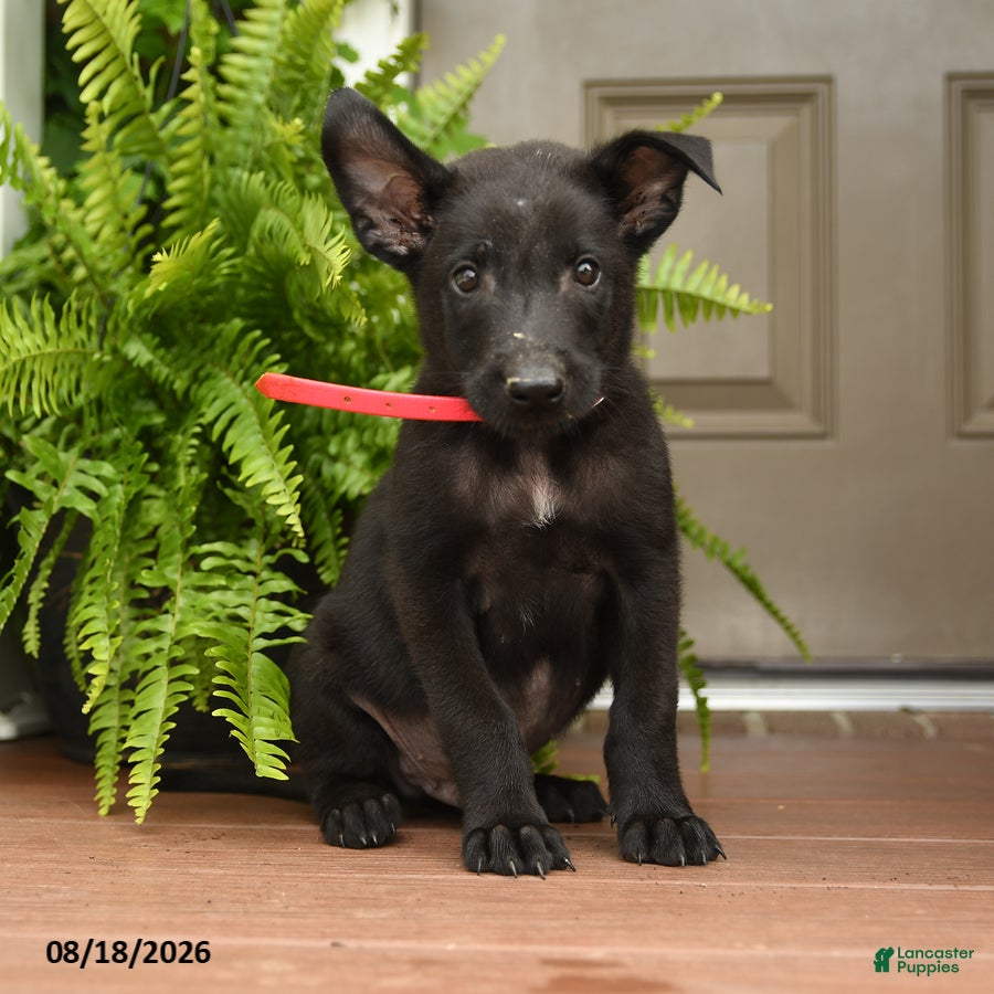 Belgian Malinois dogs Apollo - Ad 1