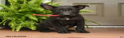 Belgian Malinois dogs for sale: Apollo - Ad 1