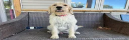 Mixed Breed dogs for sale: Butterscotch (Girl) - Ad 8