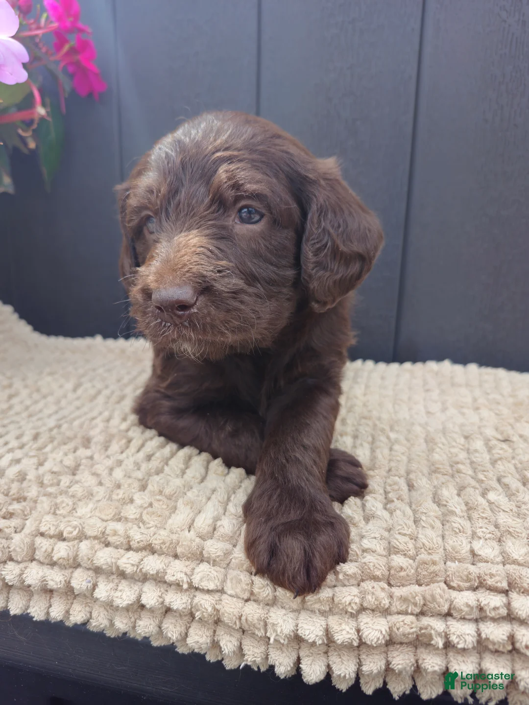Labradoodle dogs for sale: Ashton - Ad 2