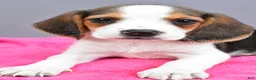 Beagle dogs for sale: Darcey - Ad 3