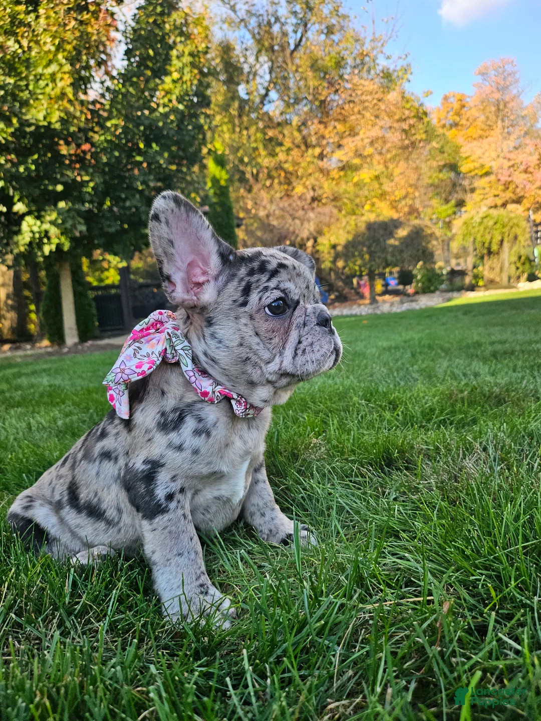 French Bulldog dogs for sale: Sammy - Ad 3