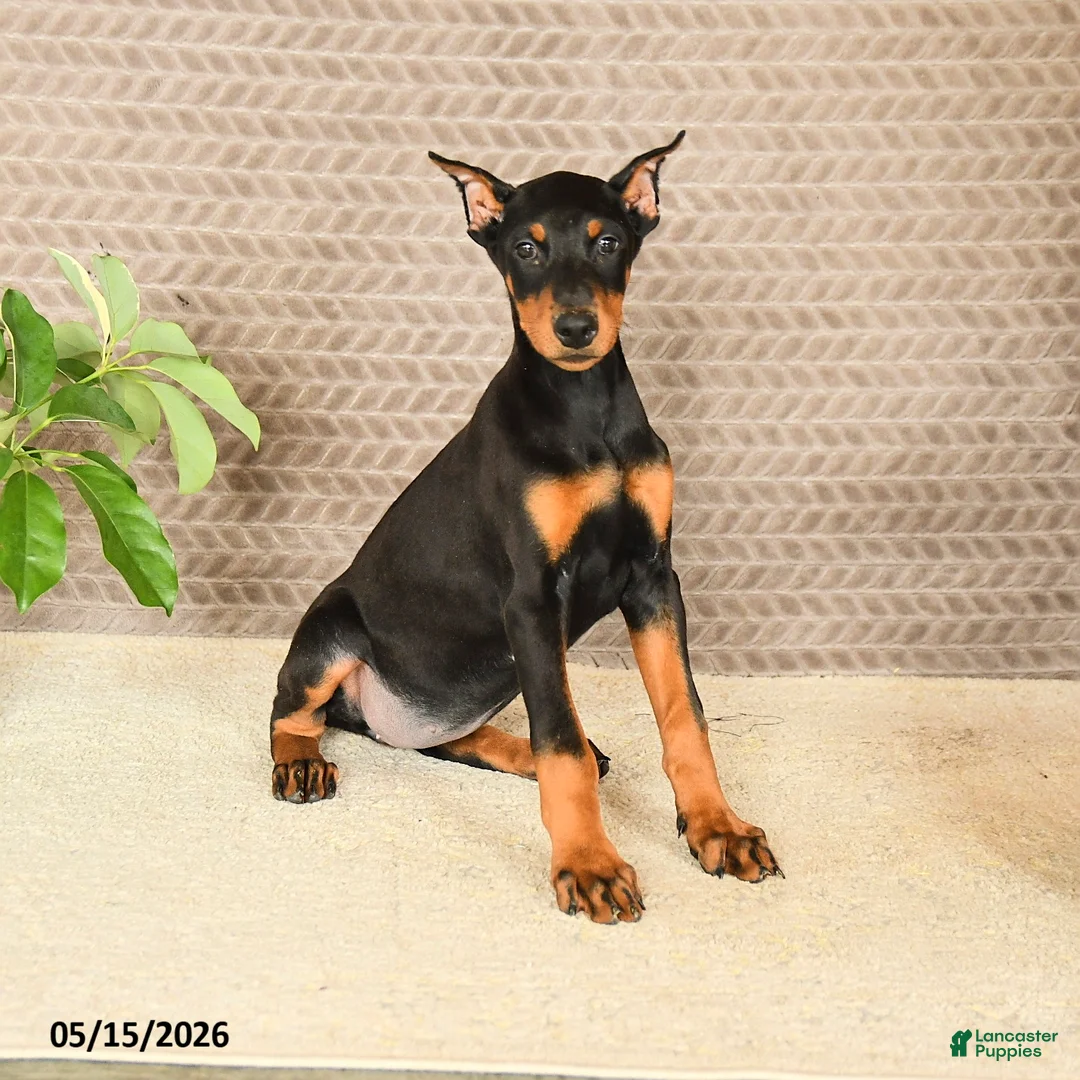 Doberman Pinscher dogs for sale: Harley - Ad 5