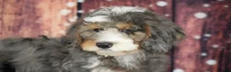 Bernedoodle dogs for sale: Bernedoodle Puppy 2 - Ad 1