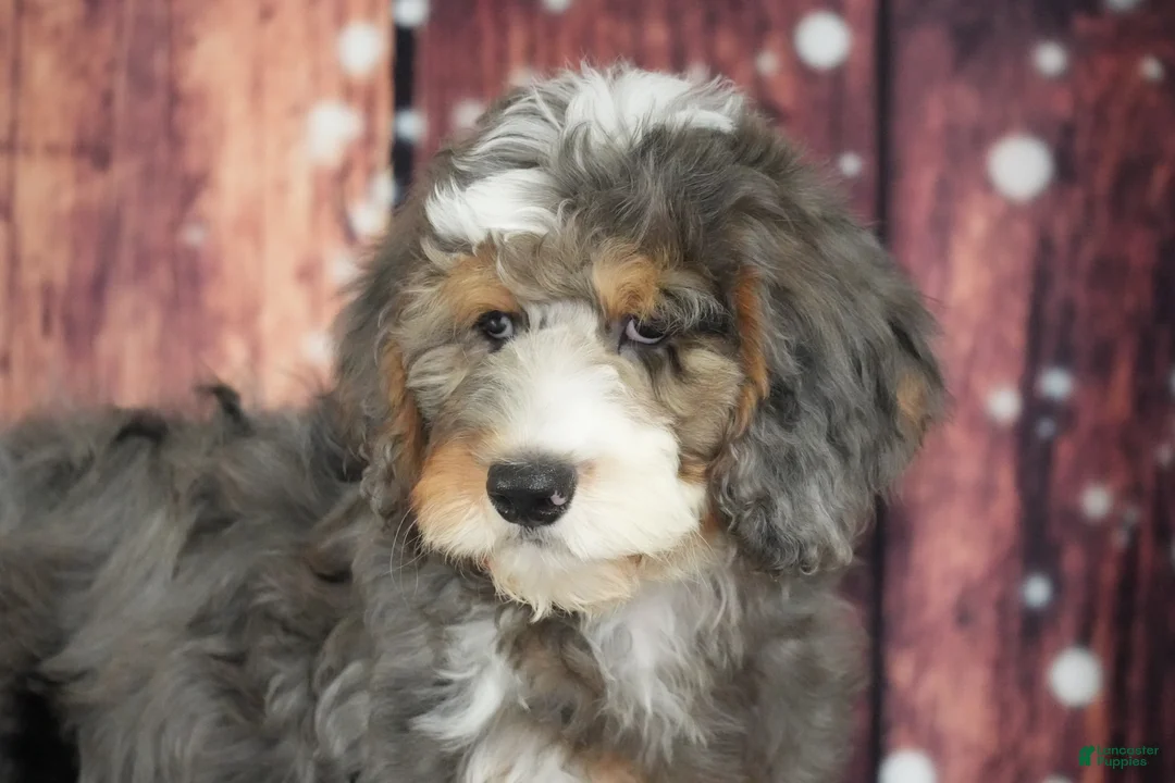 Bernedoodle dogs for sale: Bernedoodle Puppy 2 - Ad 1