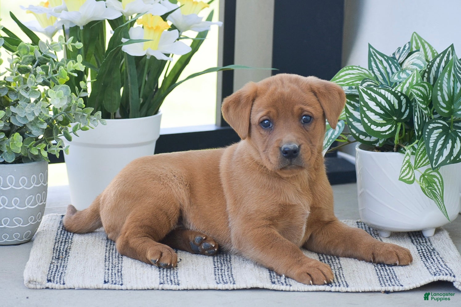 Labrador Retriever dogs Rebecca - Ad 2