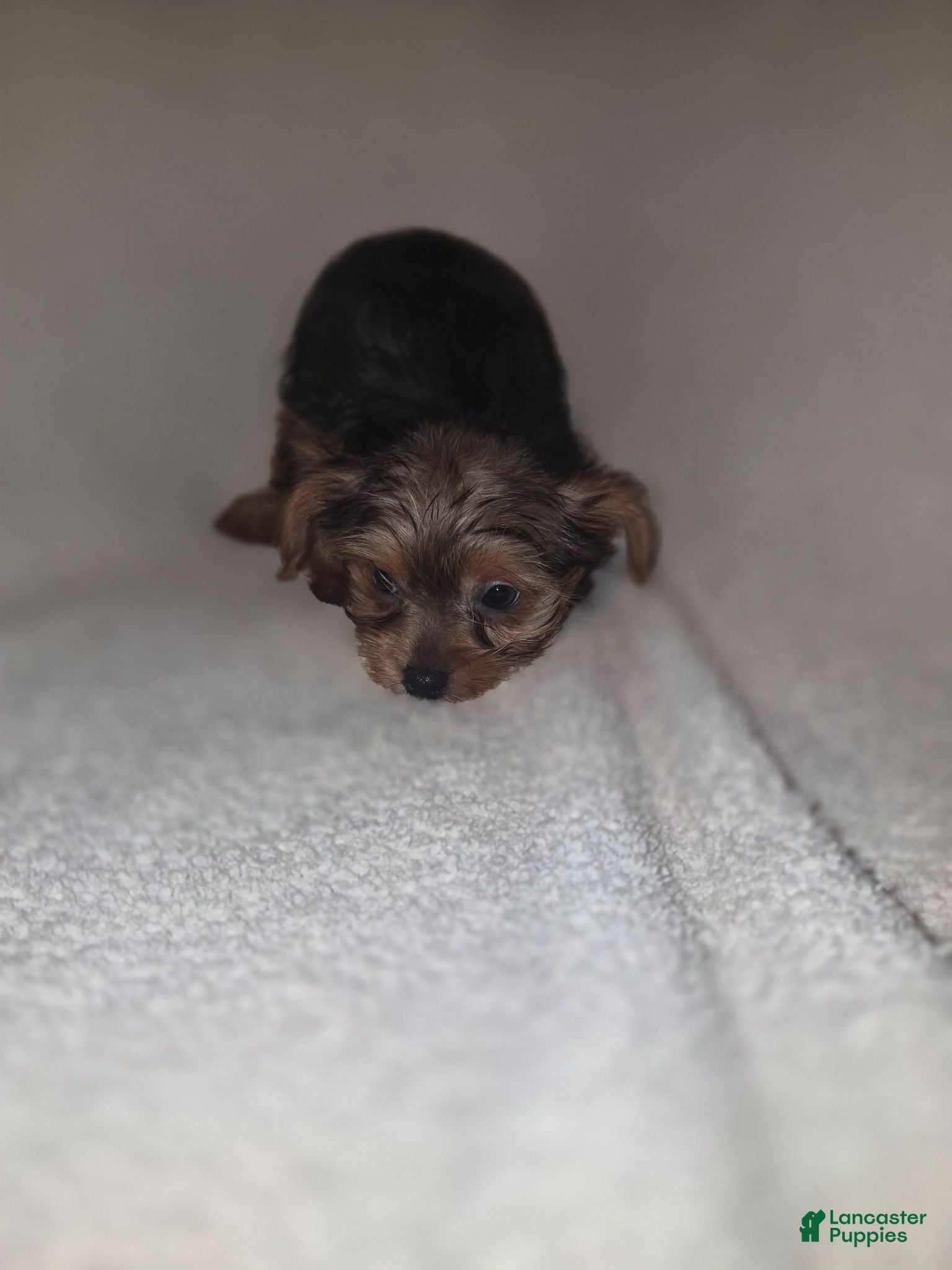 Shorkie dogs Ruby - Ad 1