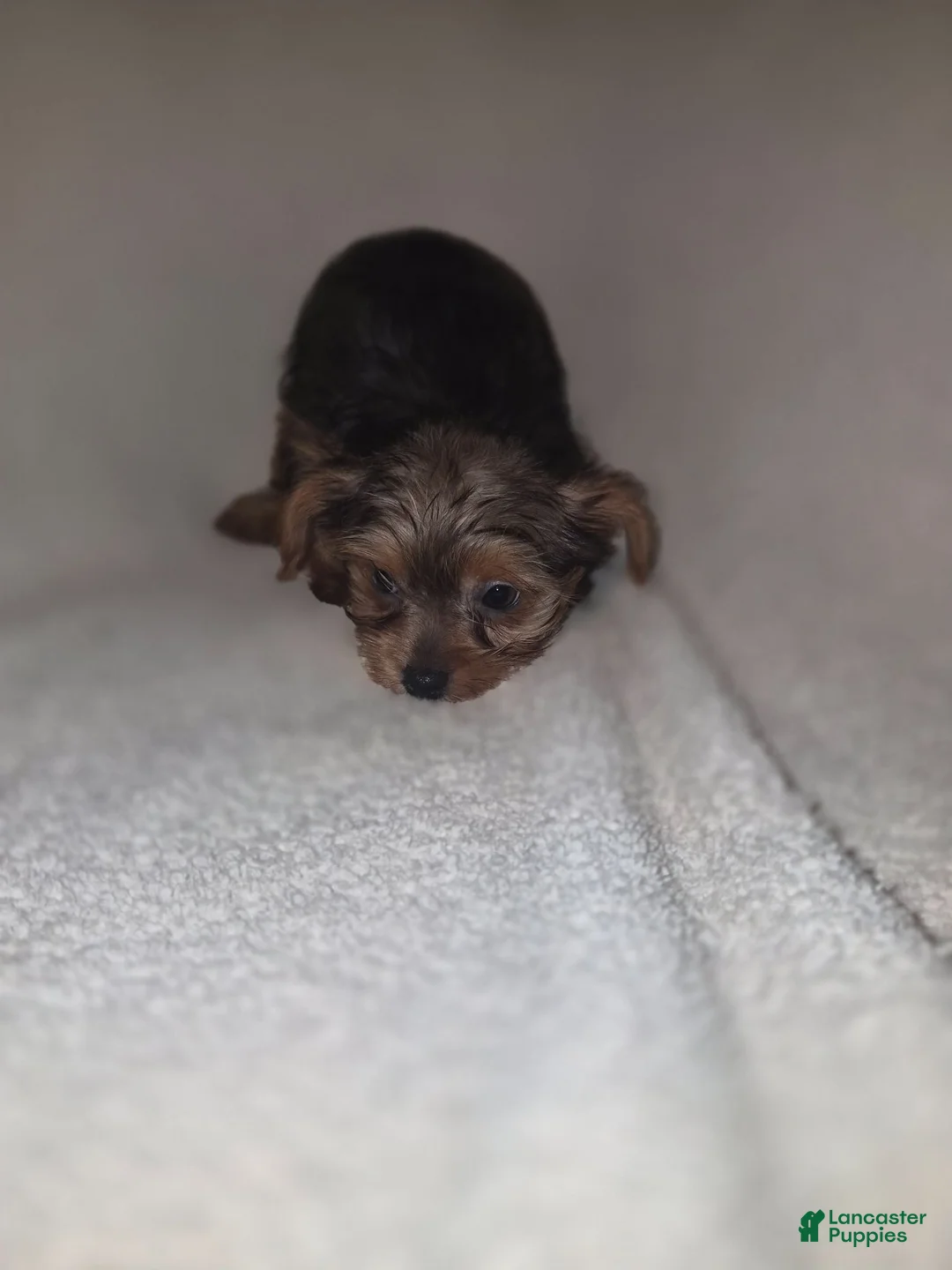 Shorkie dogs for sale: Ruby - Ad 1