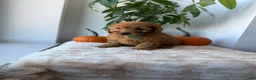 Mini Goldendoodle dogs for sale: Prada - Ad 9