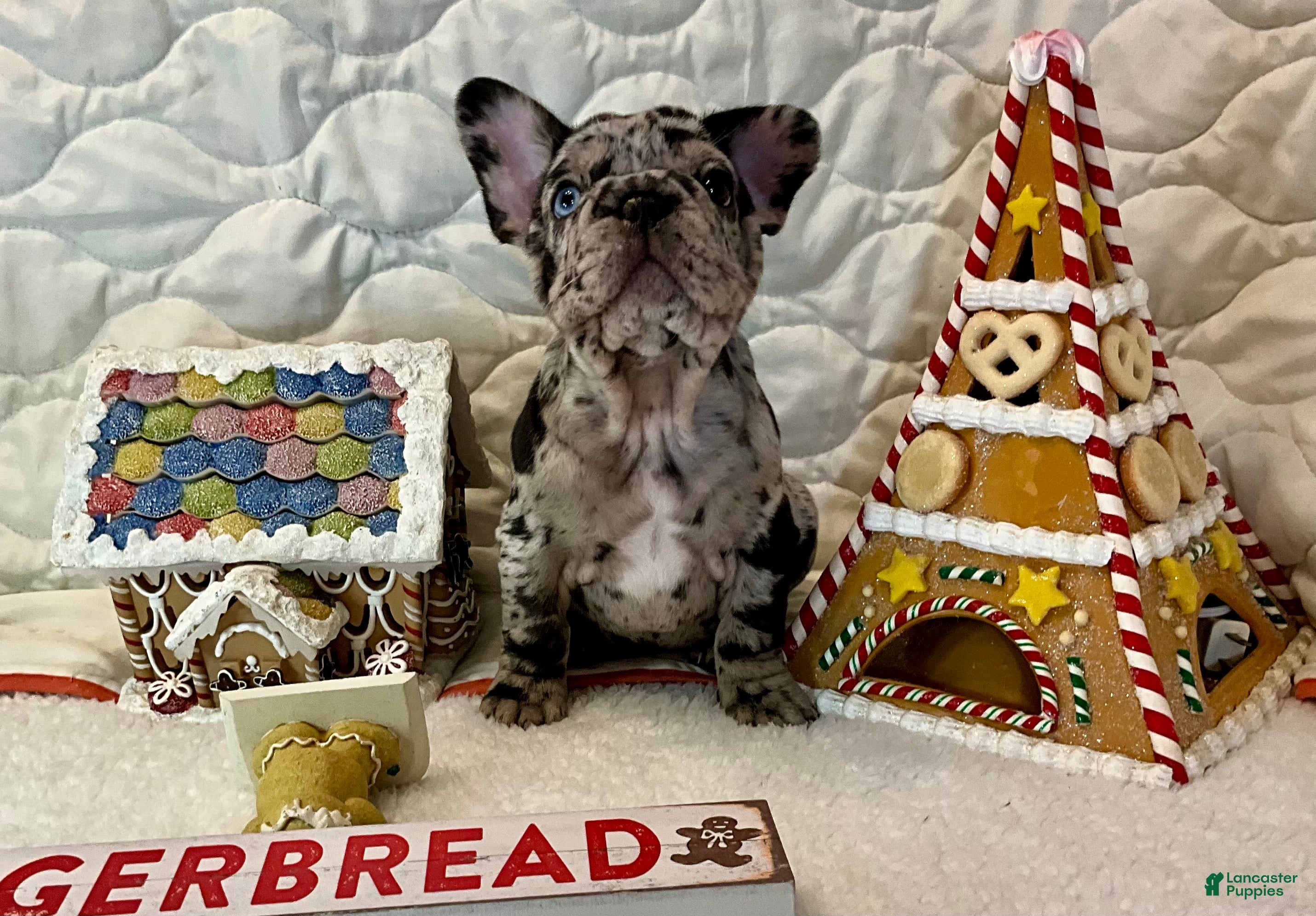 French Bulldog dogs Shell - Ad 15