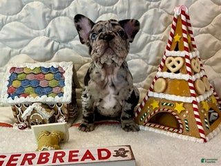 French Bulldog dogs Shell - Ad 15