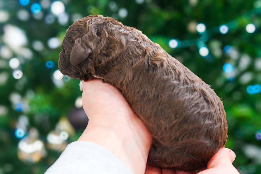 Lagotto Romagnolo dogs for sale: female 2 - Ad 2