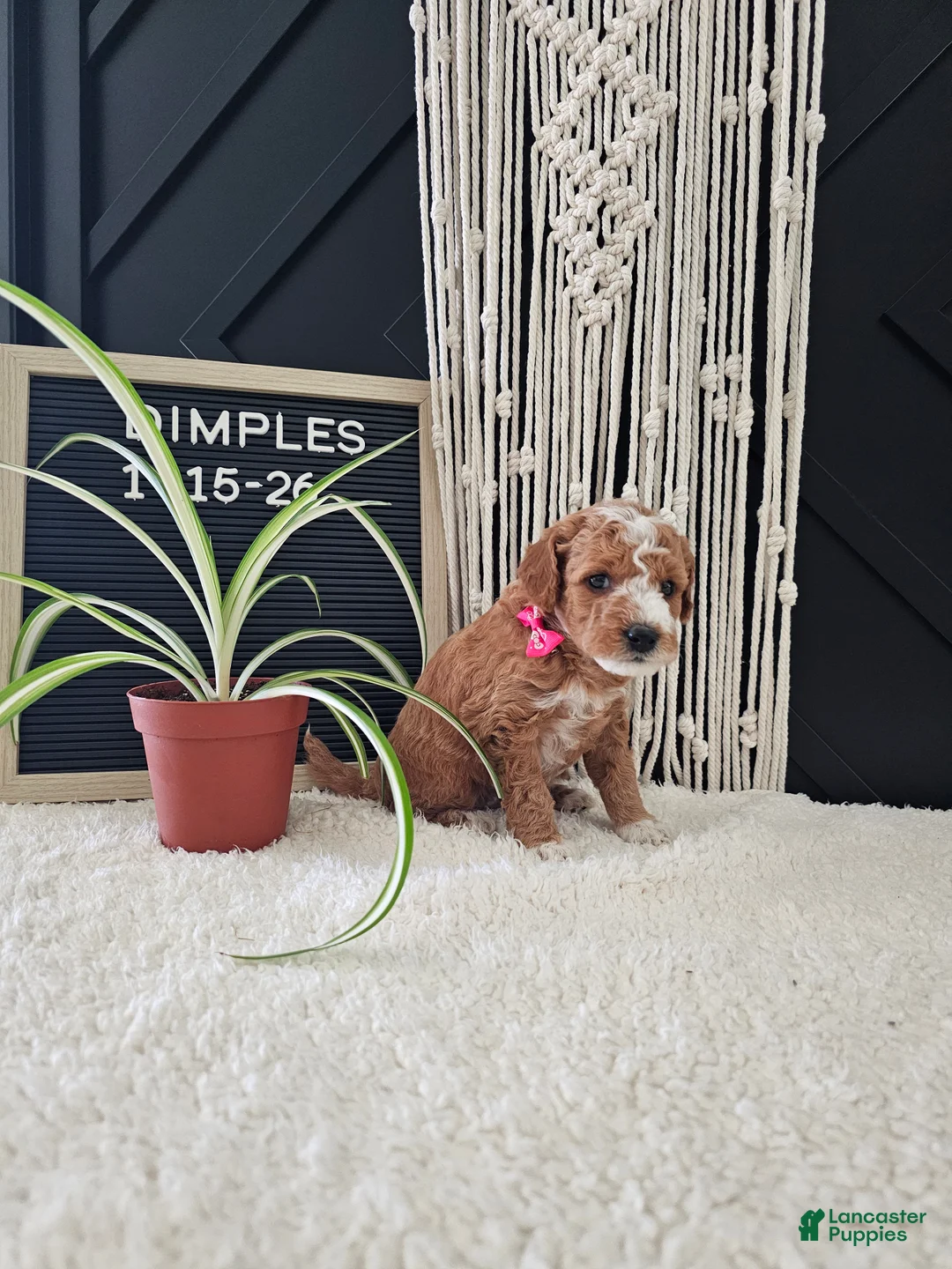 Mini Goldendoodle dogs for sale: Dimples - Ad 4