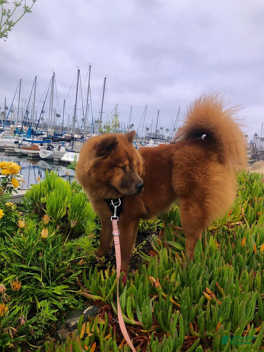 Gallery Image {{count}}