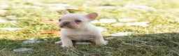French Bulldog dogs for sale: Dolly - Ad 5