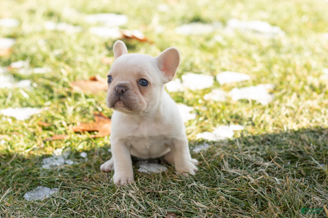French Bulldog dogs for sale: Dolly - Ad 5