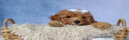 Miniature Poodle dogs for sale: WALTER - Ad 7