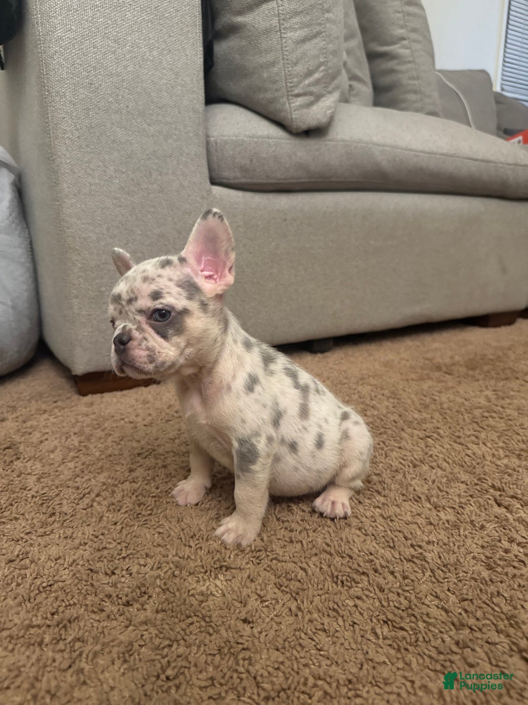French Bulldog dogs for sale: French Bulldog Puppy 3 - Ad 2