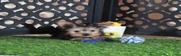 Yorkshire Terrier dogs for sale: Brutus Adorable ACA Teacup Yorkie  - Ad 5