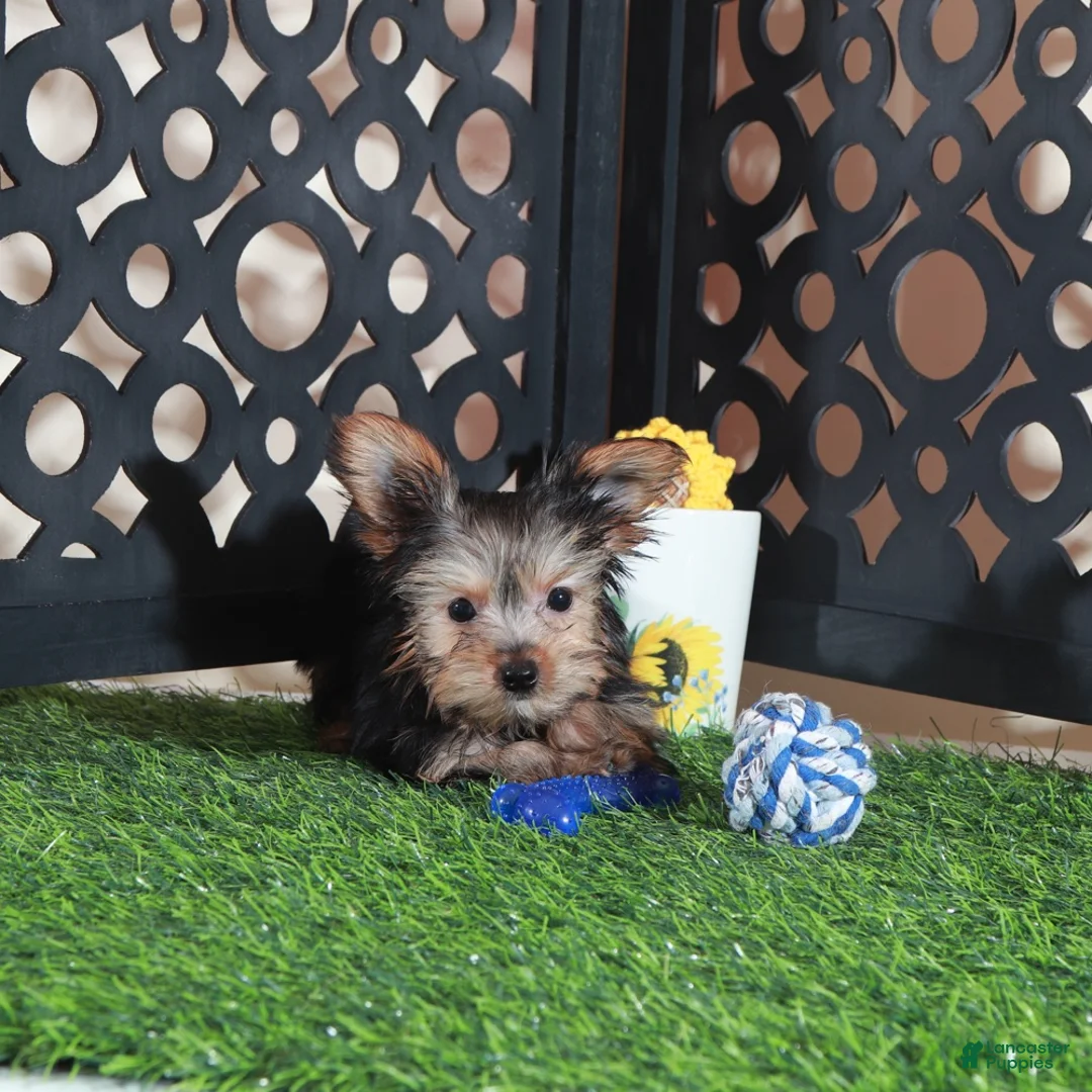 Yorkshire Terrier dogs for sale: Brutus Adorable ACA Teacup Yorkie  - Ad 5