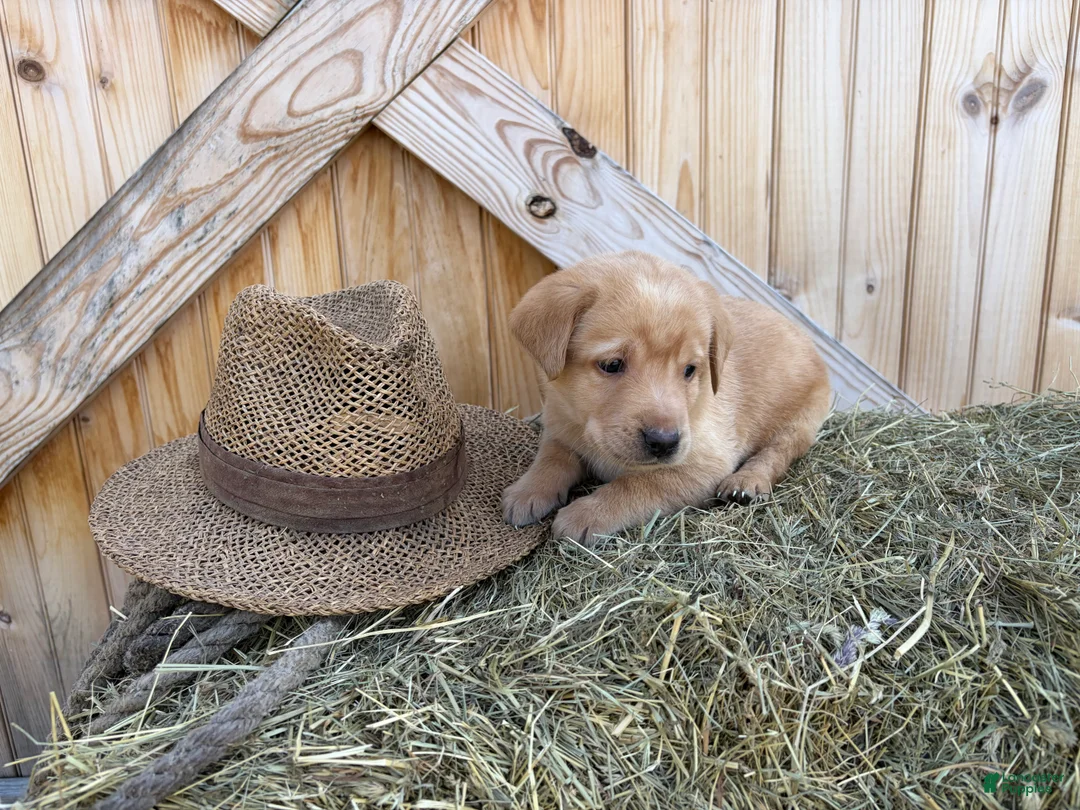 Labrador Retriever dogs for sale: Buster - Ad 2