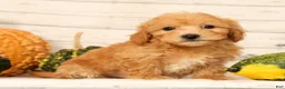Bichpoo dogs for sale: Oscar - Ad 9