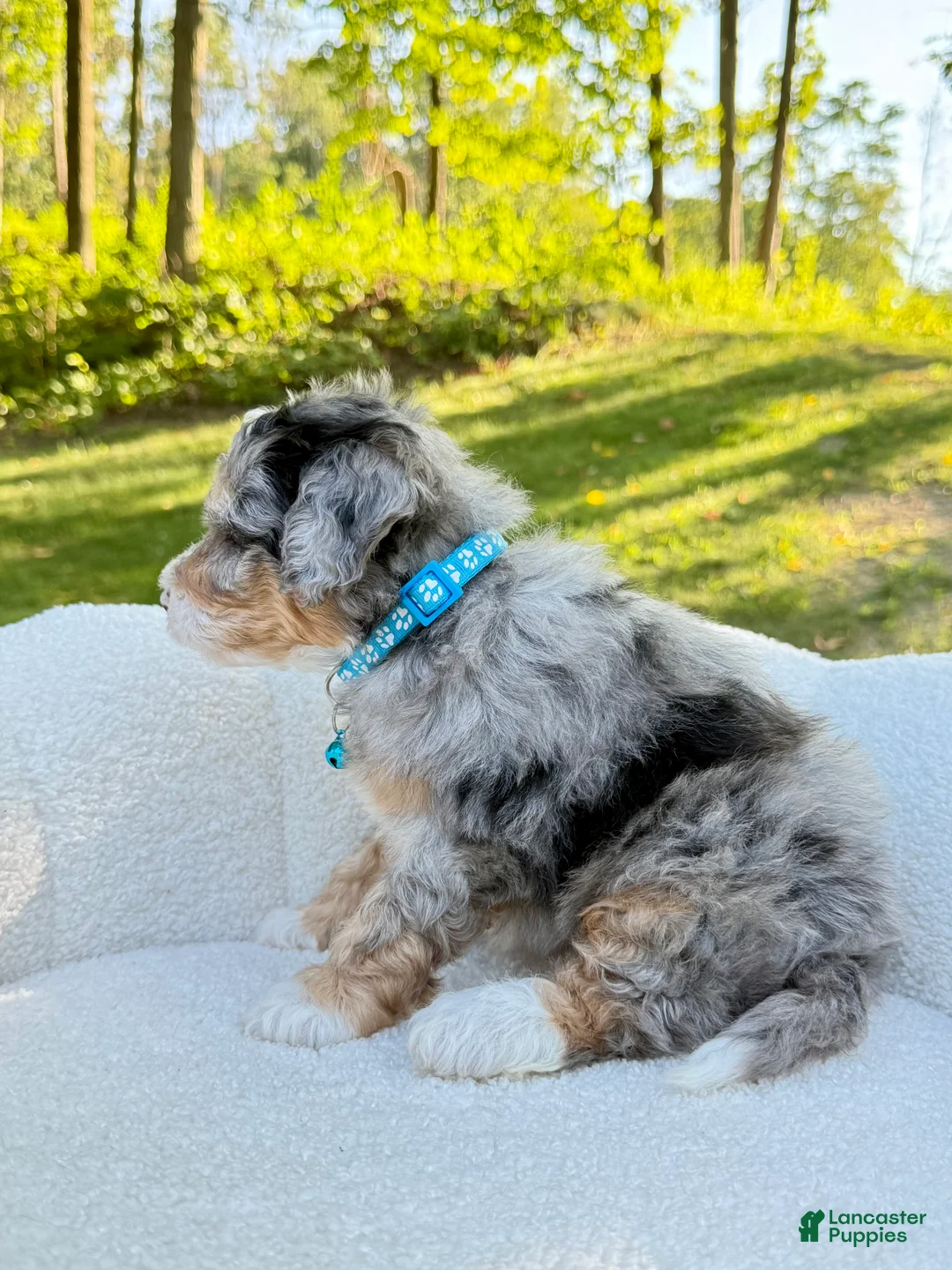 Mini Bernedoodle dogs for sale: Teddy   ❤️‍🩹 (tiny) - Ad 1